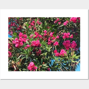 Pretty Pink Flowers Photography design with blue sky nature lovers Posters and Art